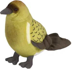 Bellbird (Korimako) With Sound
