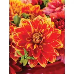 Dahlia Jigsaw Puzzle Bits and Pieces