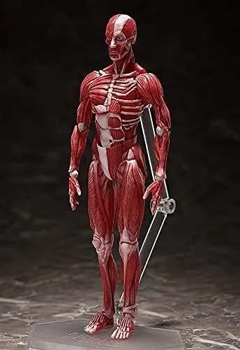 Good Smile Company Human Anatomical Model Figma Action Figure - Fully Articulated Educational Figure