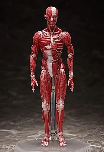 Good Smile Company Human Anatomical Model Figma Action Figure - Fully Articulated Educational Figure
