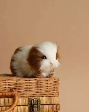 Guinea Pig Stuffed Animal Odin Parker