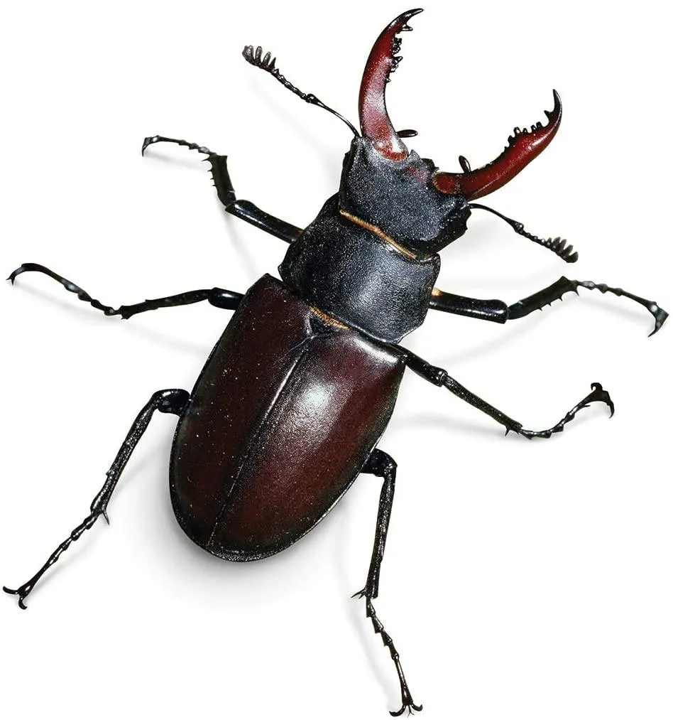 My Living World Bug Safari