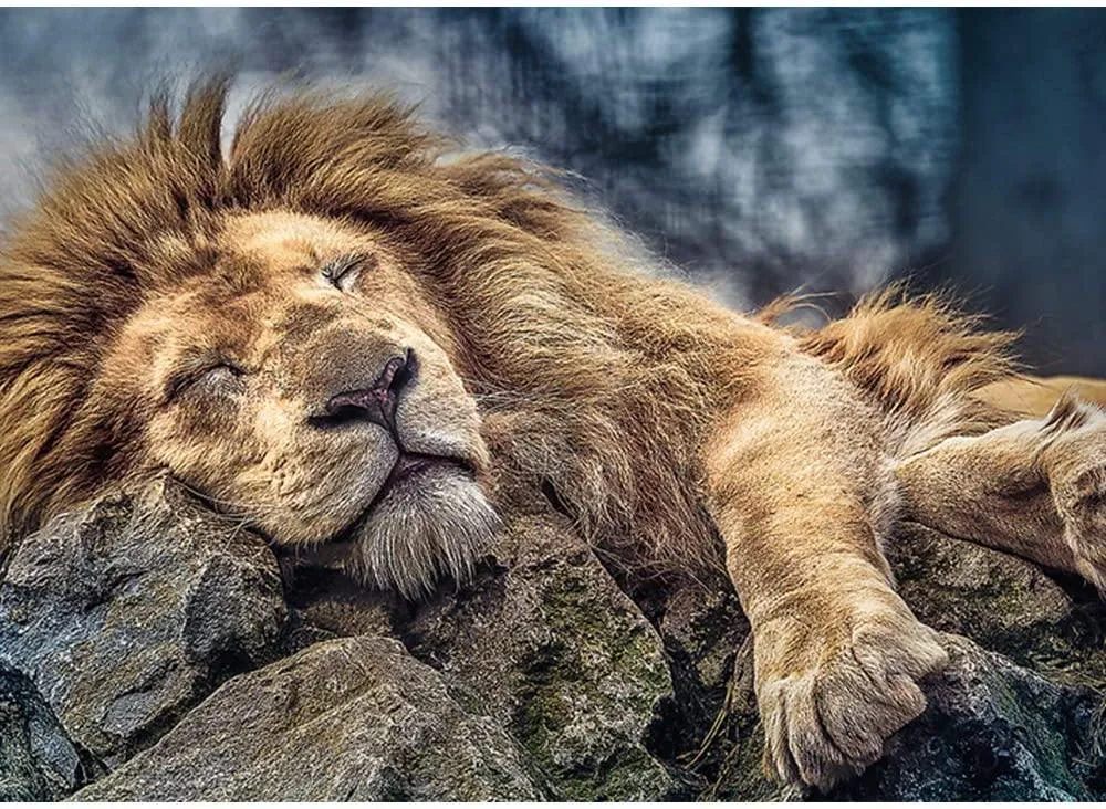 Trefl 10447 "Sleeping Lion Puzzle (1000-Piece)